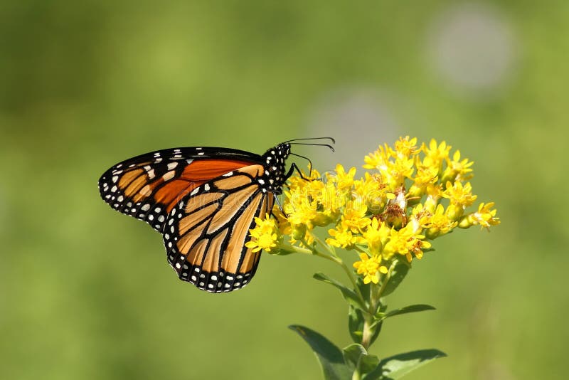 Monarch lizenzfreies stockbild Monarch lizenzfreies stockbild