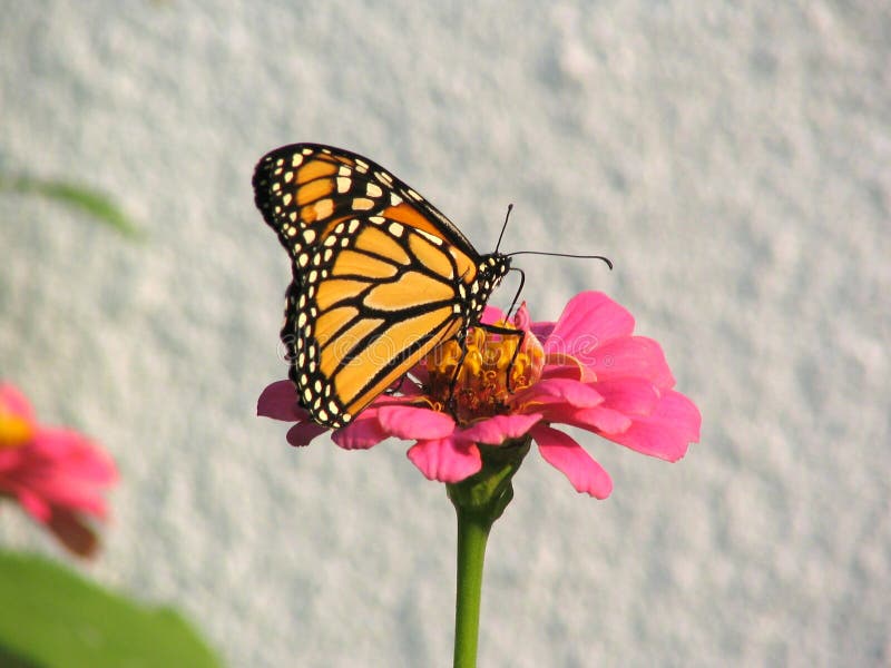 Éste es un mariposa sobre el flor.