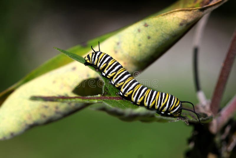 Monarch-Basisrecheneinheits-Gleiskettenfahrzeug stockfotos Monarch-Basisrecheneinheits-Gleiskettenfahrzeug stockfotos