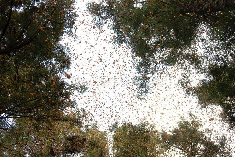 Monarch Butterflies in Michoacan Stock Image Image of michoacan, butterfly 140248351