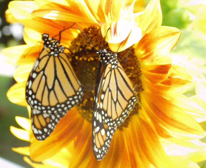 Two Black & Orange Monarchs Butterflies on a Sunflower
