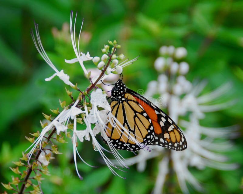 Monarch Butterfly