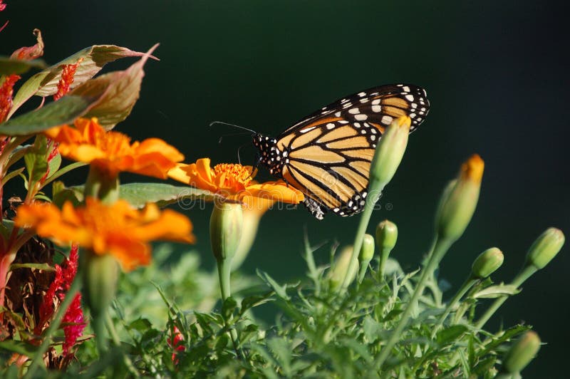 Monarch Butterfly