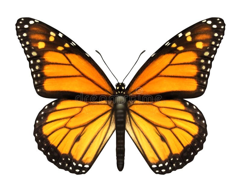 Motýľ otvoriť krídla v ako lietanie hmyz motýle predstavuje leto krása z príroda.