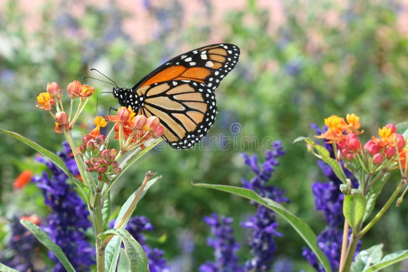 Perfil de mariposa alimentación flores.