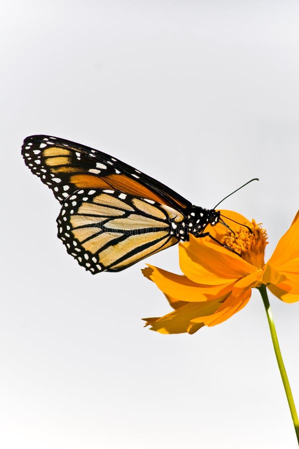 Monarch Butterfly