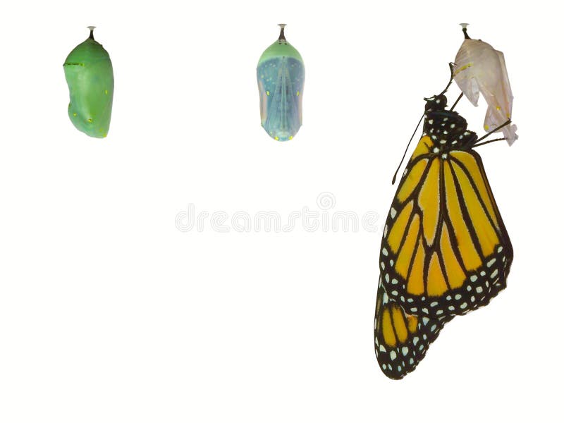 Monarch butterfly emerging from ( pupa ) chrysalis