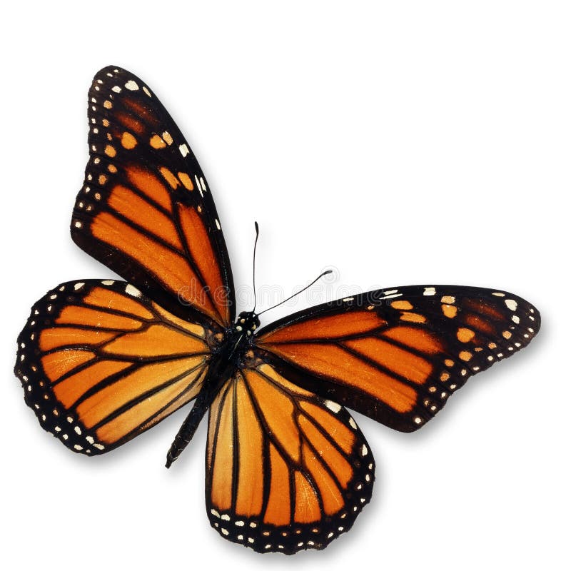 Monarch Butterfly