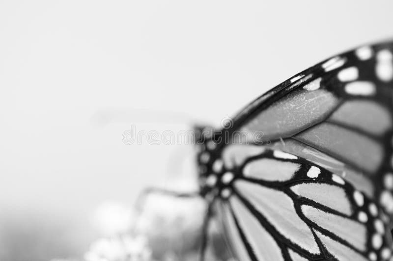 Monarch butterfly in black and white