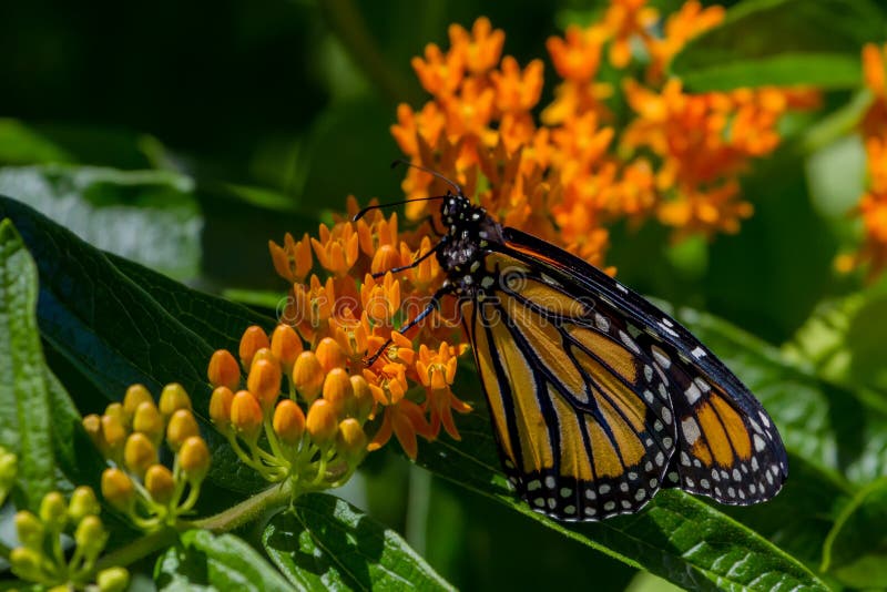 Monarch Butterfly stock photo. Image of weed, butterfly - 95900298