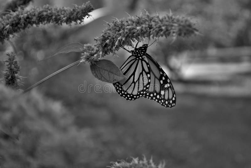 Black and wite Monarch butterfly with a broken wing on a blue Veronica flower stock images Black and wite Monarch butterfly with a broken wing on a blue Veronica flower stock images