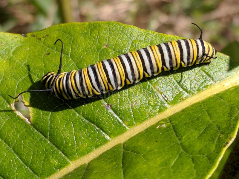 Monarch butterfly caterpelare på mjölkweed royaltyfria foton Monarch butterfly caterpelare på mjölkweed royaltyfria foton