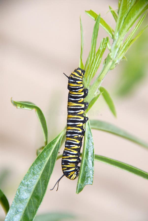 Monarch butterfly caterpillar