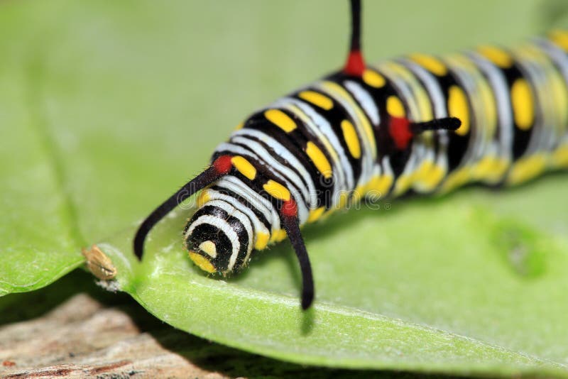 Monarch butterfly caterpillar (Danaus plexippus) crawling and feeding on green leaf.