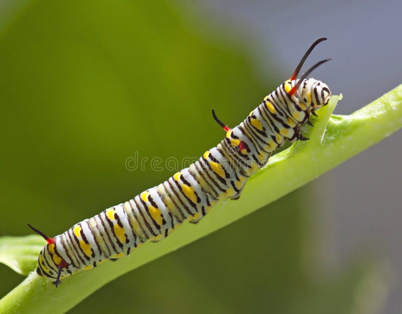 Monarch Butterfly Caterpillar On Milkweed