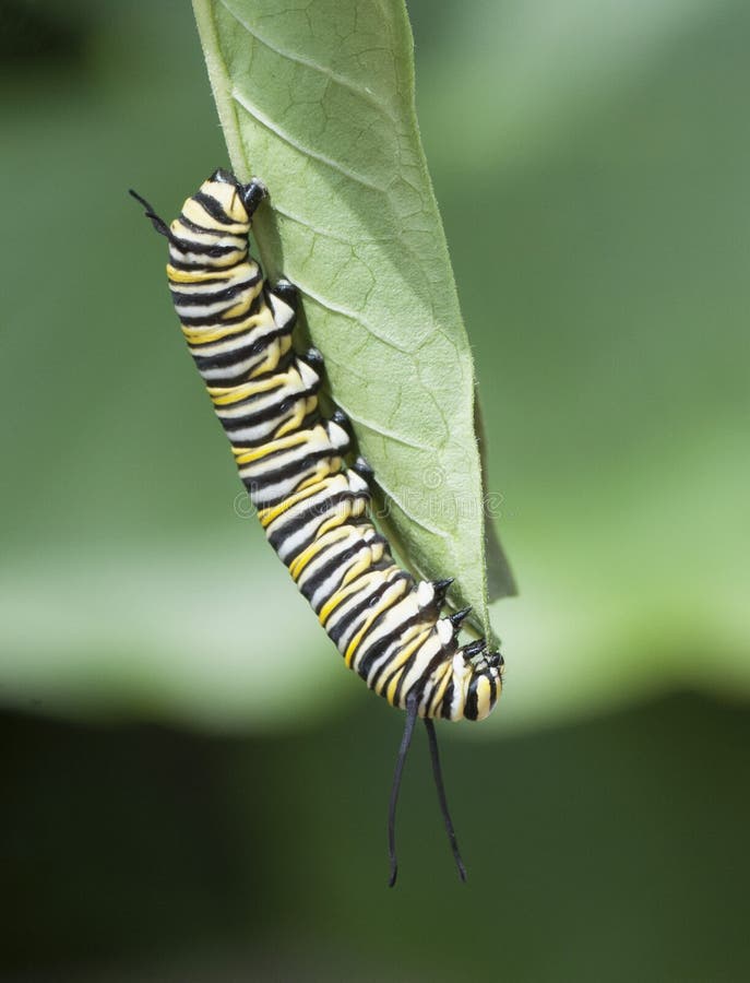 Monarch Caterpillar Feeding on Garden Leaf Stock Photo - Image of ...