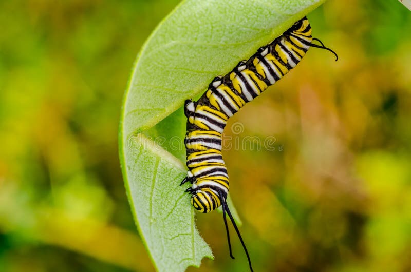 Monarch Butterfly Caterpillar stock photos Monarch Butterfly Caterpillar stock photos