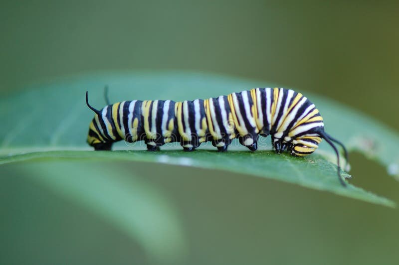 Monarch Butterfly Caterpillar, Danaus plexippus