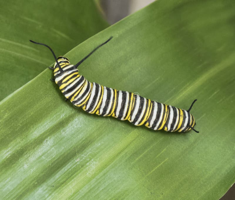 Monarch Butterfly Caterpillar