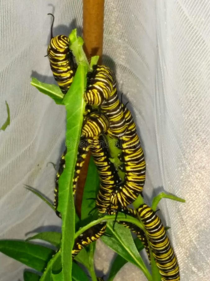 Monarch Butterfly caterpillar larvae on Milkweed Swan plant circle of life cycle. Monarch Butterfly caterpillar larvae on Milkweed Swan plant circle of life cycle