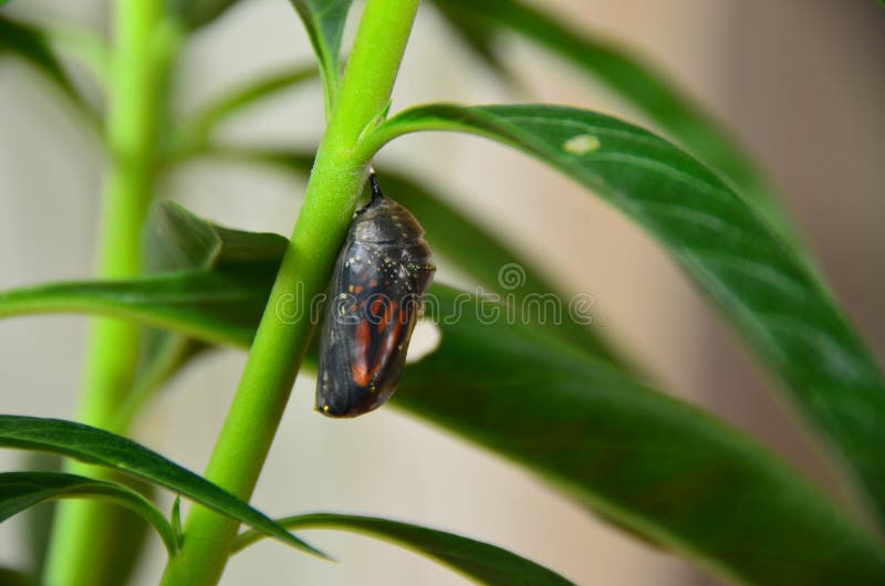 Monarch butterfly chrysalis cocoon on milkweed swan plant circle of life cycle. Monarch butterfly chrysalis cocoon on milkweed swan plant circle of life cycle