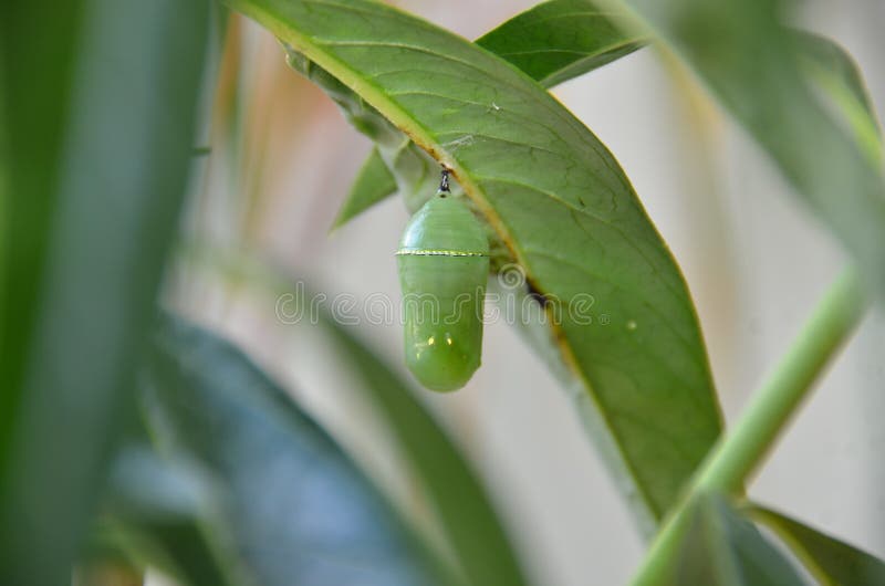 Monarch Butterfly Chrysalis cocoon pupa on Swan Plant circle of life cycle