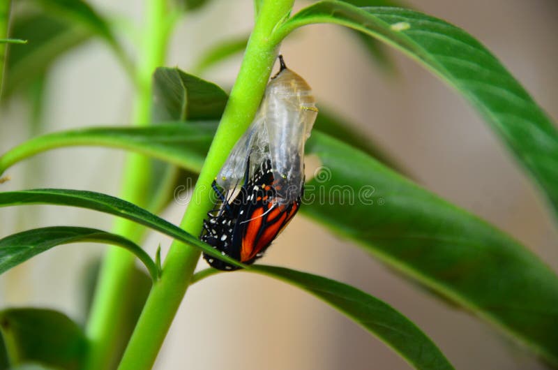 Amazing moment Monarch Butterfly chrysalis emergence from cocoon pupa on Swan Plant circle of life cycle