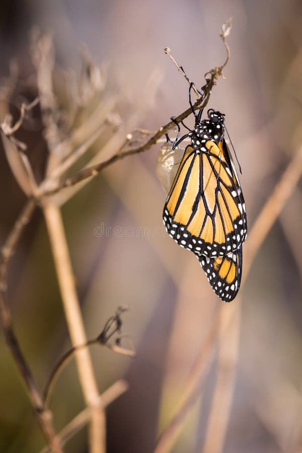 Monarch Butterfly and Chrysalis Stock Image Image of natural