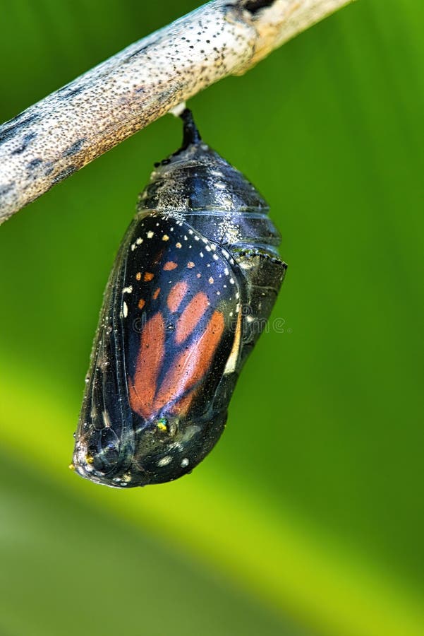 Monarch butterfly in chrysalis hanging from a small branch.