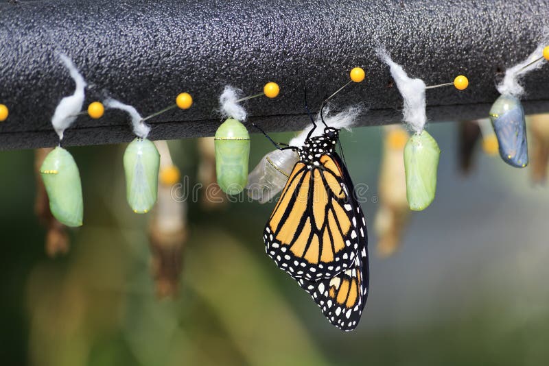 Monarch Butterfly Chrysalis