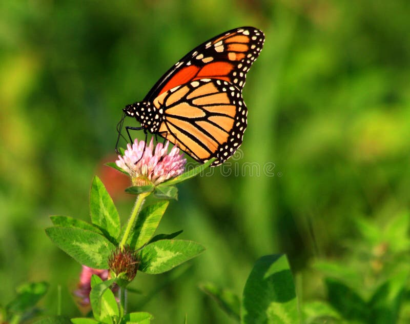 Monarch Butterfly