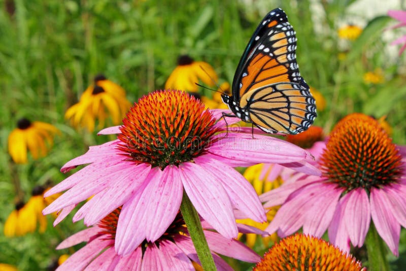 Monarch Butterfly on Coneflower Stock Image Image of monarch, eyed
