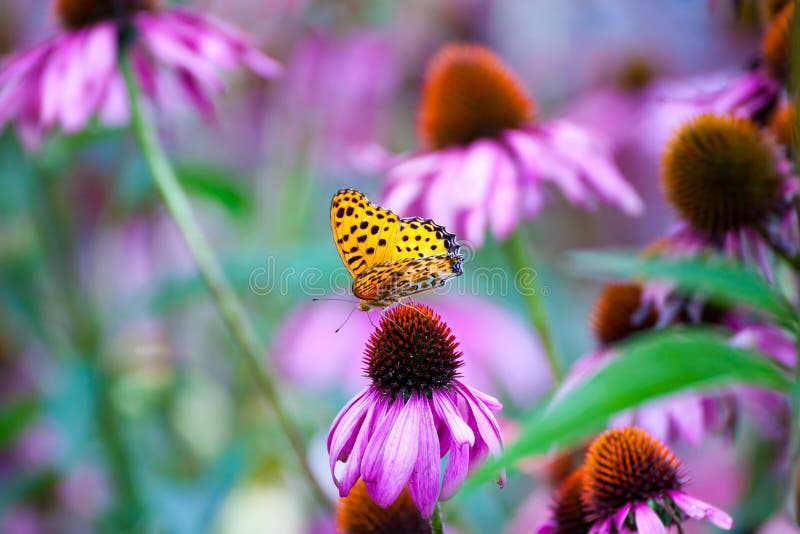 Monarch Butterfly on ConeFlowers. Monarch Butterfly on a ConeFlowers royalty free stock photos