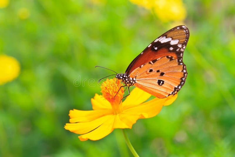 Monarch Butterfly Feeding on Zinnia Flower Stock Photo Image of flora