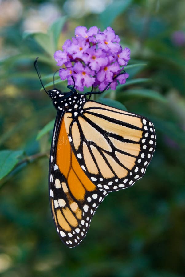 Monarch Butterfly &#x28;Danaus plexippus&#x29