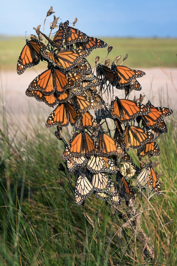Monarch butterfly Danaus plexippus. Butterflies wait out a str