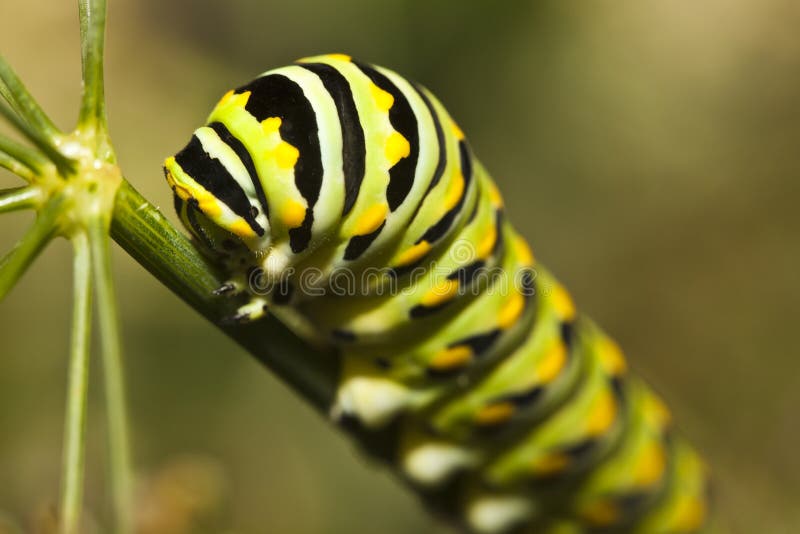 A Monarch butterfly (Danaus plexippus) caterpillar