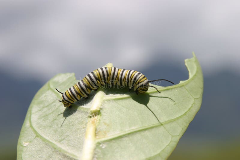 Monarch Butterfly (Danaus plexippus) Caterpillar eating a leaf