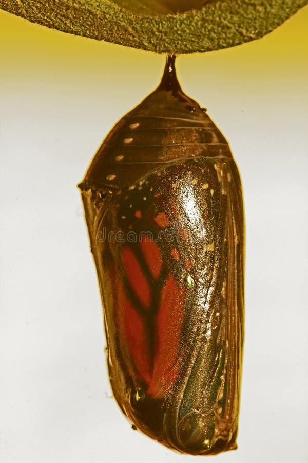 Monarch Butterfly (Danaus Plexippus) Chrysalis Dark Phase in Idaho