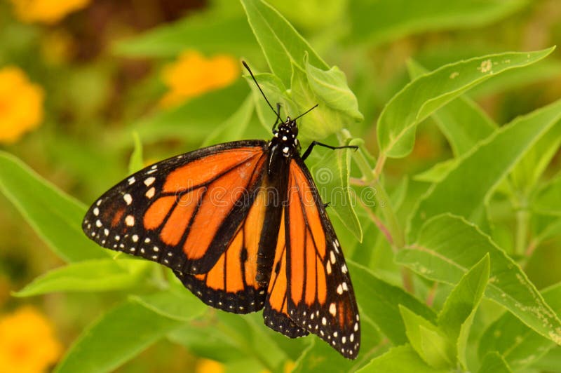 MONARCH Butterfly stock photo. Image of butterfly, macro 31947804