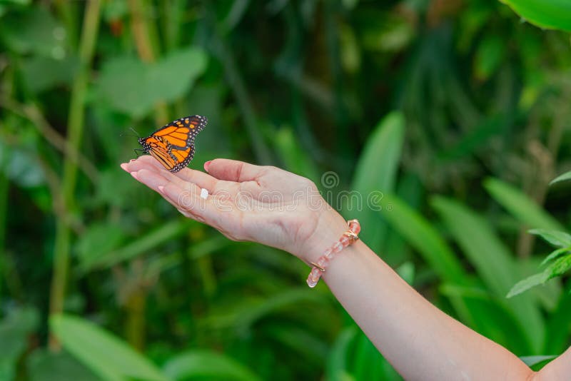 Monarch butterfly, danaus plexippus, sitting on woman right hand