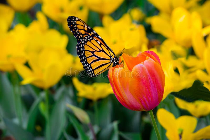 Monarch Butterfly, Danaus Plexippus, Sub F. Danainae Size 2 1/2 by 4` in length