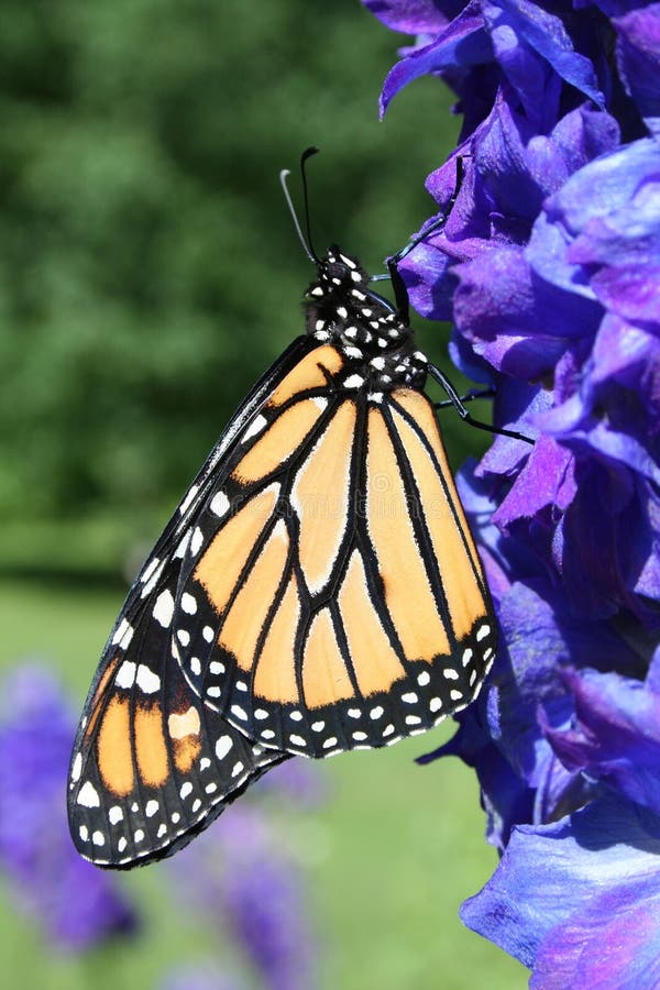 Monarch Butterfly on Delphinium