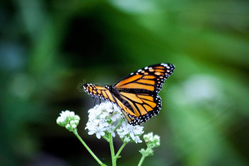 A Monarch Butterfly Drinking Nectar from White Flowers Stock Photo