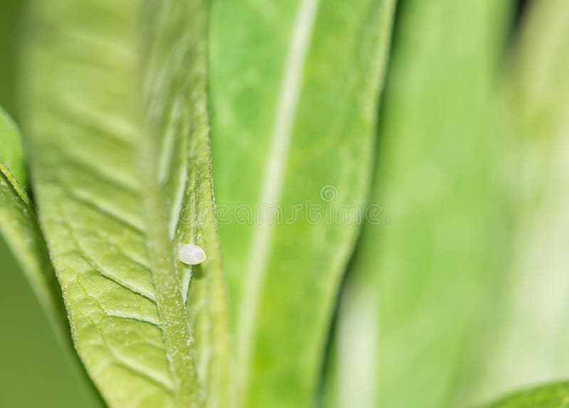 Monarch Butterfly Egg on Milkweed Leaf Stock Image Image of nature