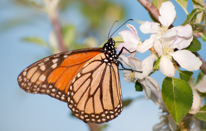 Monarch Butterfly Feeding on an Apple Blossom Stock Image Image of blossom, orange 27250281