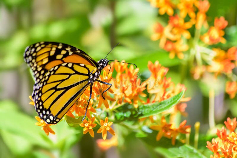 Monarch Butterfly Feeding on Butterfly Weed Flower Stock Image - Image