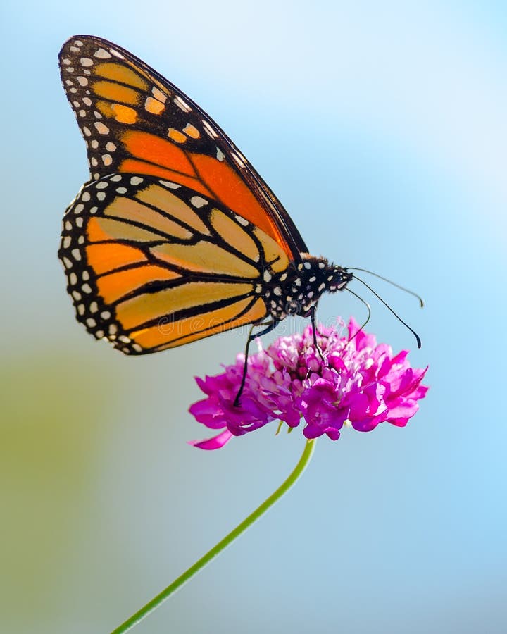 Mariposa alimentación flor.