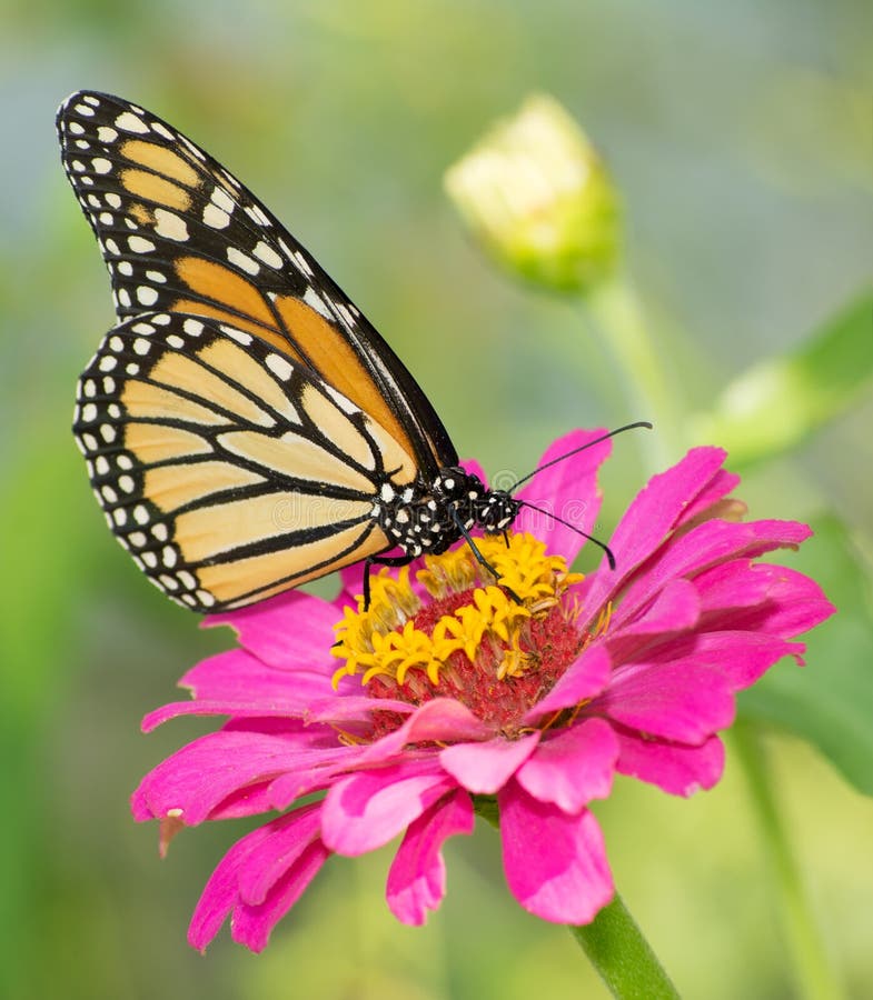 Monarch Butterfly Feeding On Pink Flower Stock Image Image of