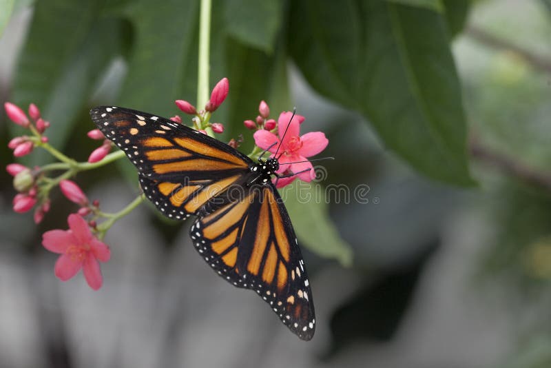 Monarch butterfly on flower